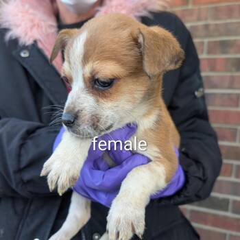 Australian Cattle Dog Blue Heeler Dogs Available for Adoption - Tim | PetCurious