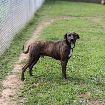 Dwight -  Labrador Retriever and Mountain Cur Dog for Adoption - Dwight | PetCurious