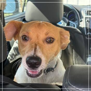 Peanut -  Jack Russell Terrier and Mixed Breed Dog for Adoption in Chandler, Arizona - Peanut | PetCurious