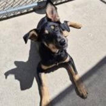 Zim -  Mixed Breed Dog Available for Adoption in Woodstock, Illinois - Zim | PetCurious