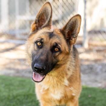 QUEENIE -  German Shepherd Dog and Mixed Breed Dog for Adoption in Camarillo, California - QUEENIE | PetCurious