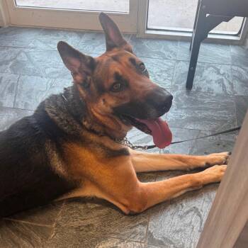 KJ -  German Shepherd Dog Dog for Adoption in Clearwater, Florida - KJ | PetCurious