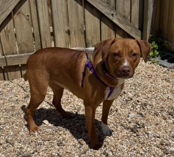 Hound Dogs Available for Adoption in Ellicott City, Maryland - Bagel | PetCurious