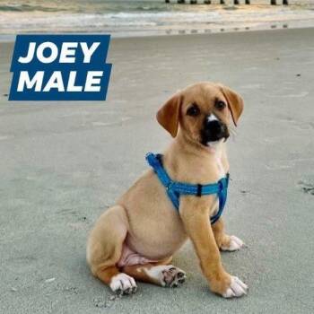 Joey -  German Shepherd Dog and Golden Retriever Dog for Adoption in Myrtle Beach, South Carolina - Joey | PetCurious