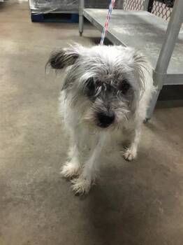 AUSTIN -  Mixed Breed Dog for Adoption in Dallas, Texas - AUSTIN | PetCurious
