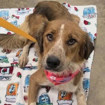 Maxine -  Australian Shepherd Dog for Adoption in Woolwich, Maine - Maxine | PetCurious