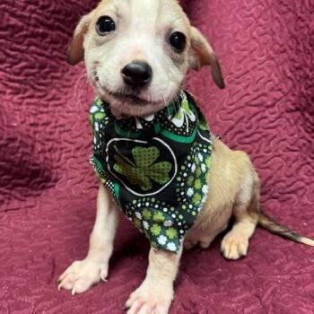 Mixed Breed Dogs Available for Adoption - Sullivan  | PetCurious