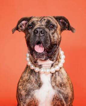 Rescue Boxer Dogs for Adoption in Santa Monica, California - Ginny | PetCurious