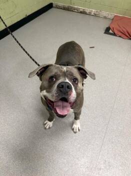 Pit Bull Terrier Dogs Available for Adoption - ZEUS MORRIS | PetCurious