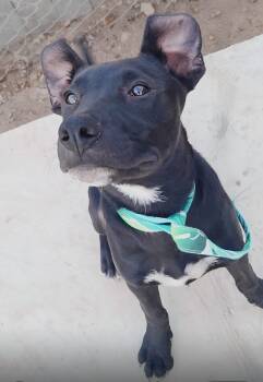 Onyx -  Mixed Breed Dog for Adoption in San Diego, California - Onyx | PetCurious