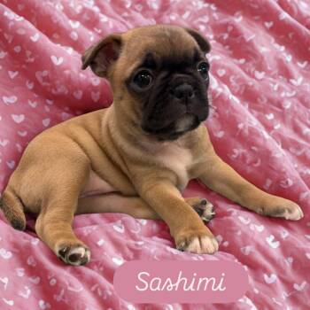 English Bulldog and Pug Dogs Available for Adoption - Sashimi | PetCurious