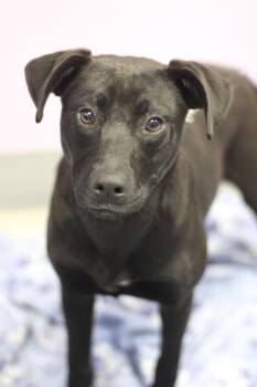 Black Labrador Retriever Dogs Available for Adoption in Manchester, New Hampshire - Gladys In NH! Come Meet Our Adoptable Dogs Wednesday-Saturday. M | PetCurious