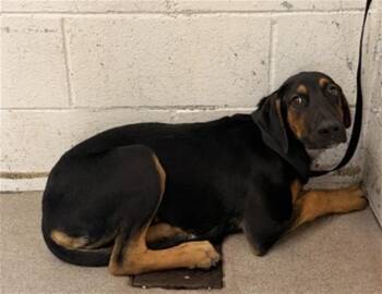 FREDDY FAZBEAR -  Black And Tan Coonhound and Mixed Breed Dog for Adoption in San Bernardino, California - FREDDY FAZBEAR | PetCurious