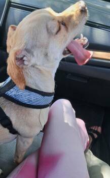Chico -  Chihuahua Dog for Adoption in St. Augustine, Florida - Chico | PetCurious