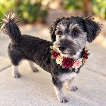Gabriella -  Schnoodle and Miniature Schnauzer Dog for Adoption in Newport Beach, California - Gabriella | PetCurious