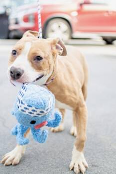 Pit Bull Terrier Dogs Available for Adoption in Frankfort, New York - Sasha | PetCurious