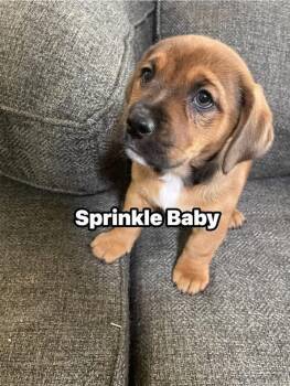 Chiweenie Dogs Available for Adoption - Sprinkle Baby | PetCurious
