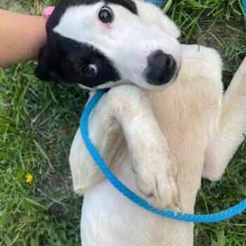 Domino -  Border Collie and Mixed Breed Dog for Adoption in Chester, Maryland - Domino | PetCurious