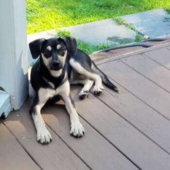 Muffin -  Mixed Breed Dog for Adoption in Yaphank, New York - Muffin | PetCurious