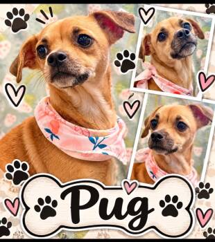 Pug -  Spaniel and Chihuahua Dog for Adoption in Rensselaer, Indiana - Pug | PetCurious