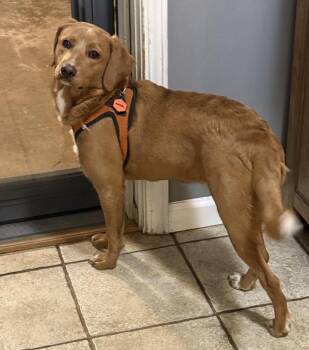 Golden Retriever and Poodle Dogs Available for Adoption - Angel Star | PetCurious