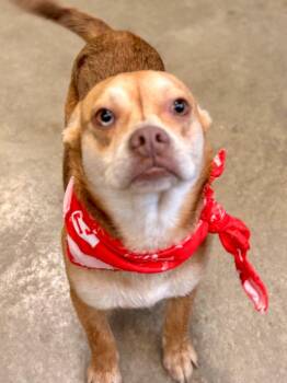 American Bulldog and Chihuahua Dogs Available for Adoption - Tank | PetCurious