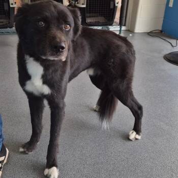 Severus -  Black Labrador Retriever Dog for Adoption in Montgomery, Alabama - Severus | PetCurious