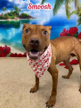 Smoosh -  Mixed Breed Dog for Adoption in Flint, Michigan - Smoosh | PetCurious