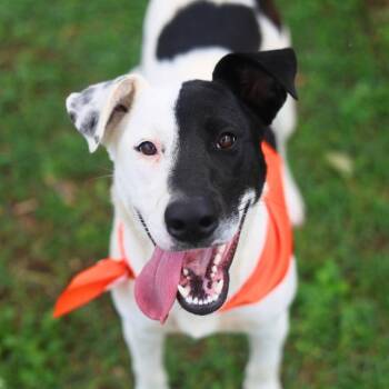 LILLY -  Labrador Retriever Dog for Adoption in San Antonio, Texas - LILLY | PetCurious