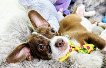 Jingle -  Terrier and Chihuahua Dog for Adoption in Lucas, Texas - Jingle | PetCurious