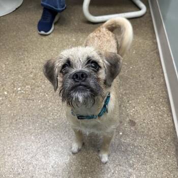 Rocky -  Pug and Poodle Dog for Adoption in Skokie, Illinois - Rocky | PetCurious