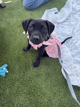 Black Labrador Retriever and Catahoula Leopard Dog Dogs Available for Adoption in Franklin, Tennessee - Lily Mae | PetCurious