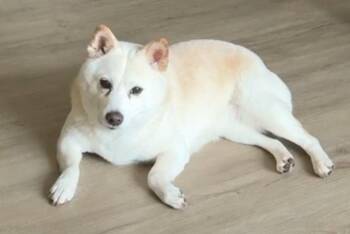 Rescue Shiba Inu Dogs for Adoption in East Brunswick, New Jersey - Happy | PetCurious