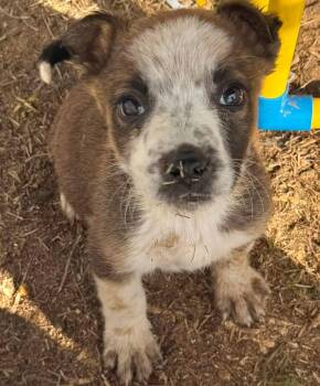 Australian Cattle Dog Blue Heeler Dogs Available for Adoption - Ian | PetCurious