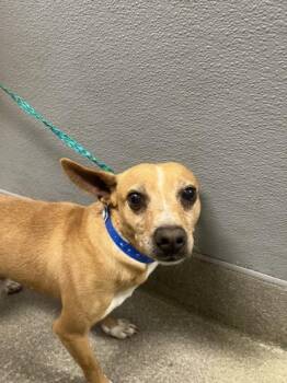 Chihuahua Dogs Available for Adoption - OSCAR | PetCurious