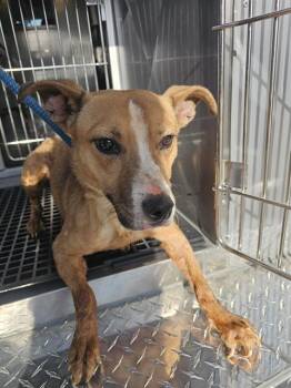 OPHELIA -  Mixed Breed Dog for Adoption in Dallas, Texas - OPHELIA | PetCurious