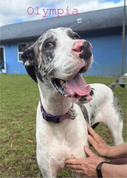 Rescue Great Dane Dogs for Adoption in Jupiter, Florida - Olympia | PetCurious