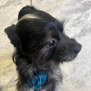 Mixed Breed Dogs Available for Adoption in Silver Spring, Maryland - Little Bear | PetCurious