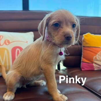 Golden Retriever and Chihuahua Dogs Available for Adoption in Las Vegas, Nevada - Pinky OS NV | PetCurious