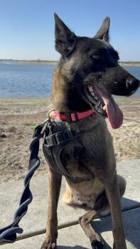 Annapurna -  Belgian Shepherd Malinois Dog for Adoption in San Diego, California - Annapurna | PetCurious