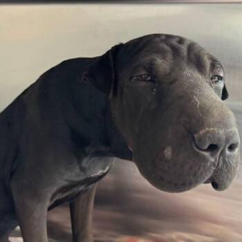 Keanu -  Shar Pei Dog for Adoption in Kingman, Arizona - Keanu | PetCurious