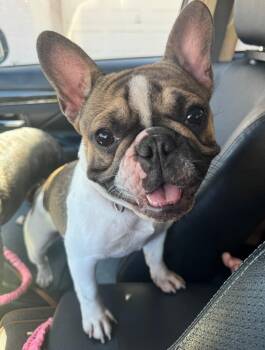 French Bulldog Dogs Available for Adoption - Peanuts | PetCurious