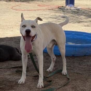REX -  Pit Bull Terrier Dog for Adoption in Thousand Palms, California - REX | PetCurious
