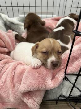 Jojo -  Spaniel and Terrier Dog for Adoption in Willingboro, New Jersey - Jojo | PetCurious