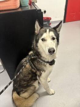 Siberian Husky and Mixed Breed Dogs Available for Adoption in West Chester, Pennsylvania - Quentin | PetCurious