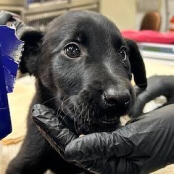 Labrador Retriever and Mixed Breed Dogs Available for Adoption in Springfield, Illinois - Tank | PetCurious