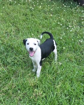 American Bully Dogs Available for Adoption in Glocester, Rhode Island - Smudge | PetCurious