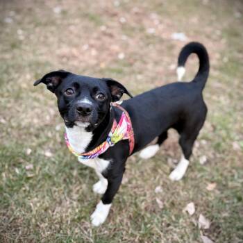 Rescue Mixed Breed Dogs for Adoption in Shakopee, Minnesota - Sloan | PetCurious