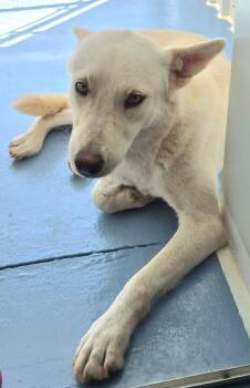 Snowball -  Cattle Dog and Mixed Breed Dog for Adoption in Moriarty, New Mexico - Snowball | PetCurious