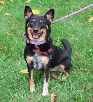Mystic -  Australian Cattle Dog Blue Heeler Dog for Adoption in Harrison, New York - Mystic | PetCurious
